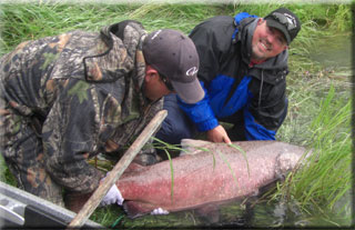 Kenai king