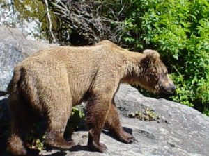 Alaska Bear Viewing Trips Kenai AK