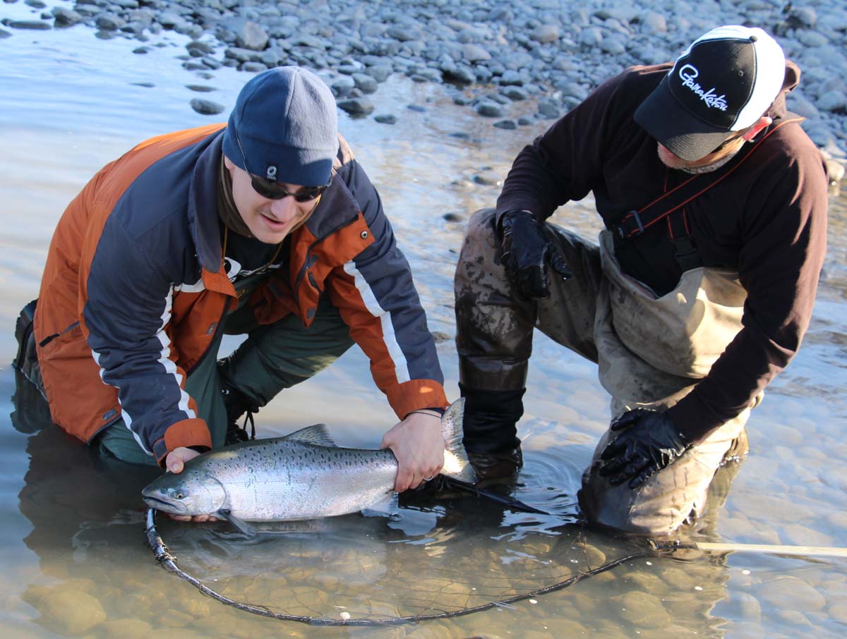 Coby Patterson gets ready to release a nice king on the Kasilof.