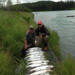 Markandjimsockeye
