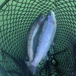Troutdouble1