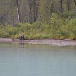 Crescentlakebear1