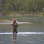 Crescentlakebear5