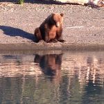Skilakbear1