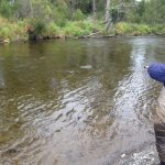 Steelhead1
