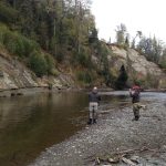 Steelhead3