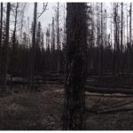 Panorama 360 Camera