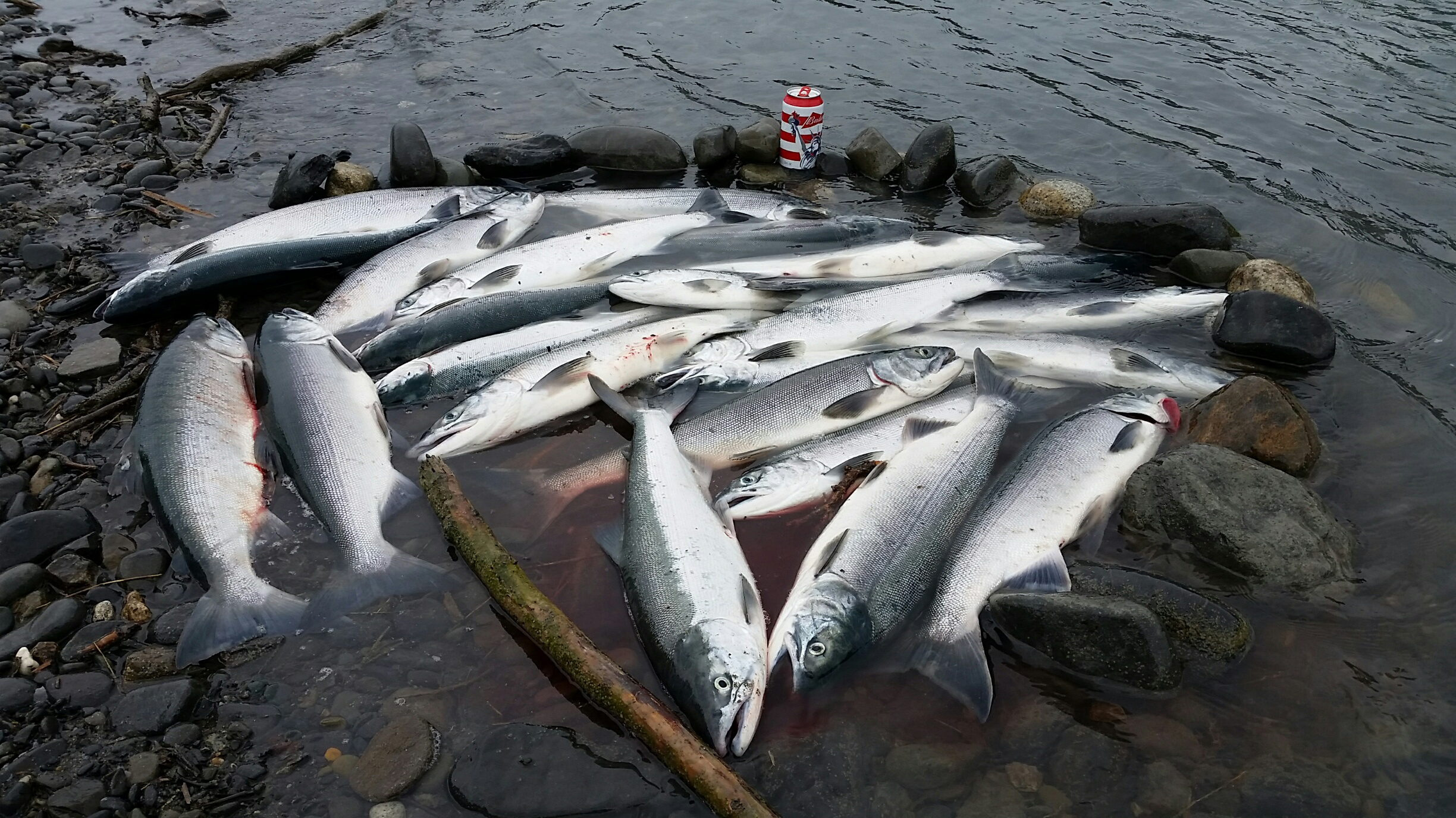 Kasilofsockeyejuly4 Kasilofsockeyejuly4