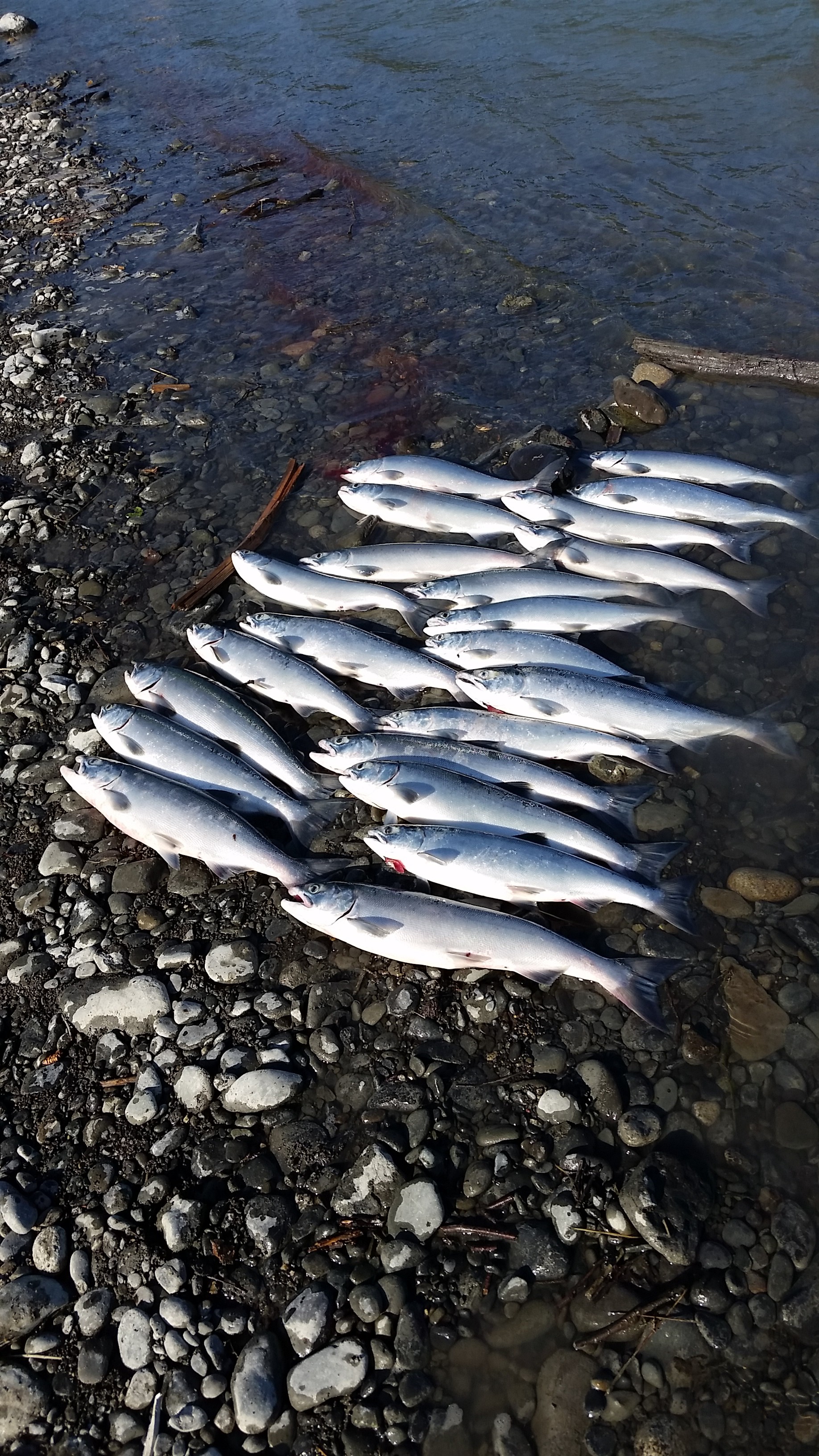 Alaskan Sockeye Salmon Fishing 101 - Alaskan Wild Sockeye Salmon