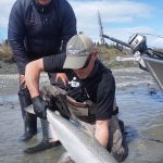Kasilof King Salmon Mark Glassmaker Alaska Fishing 10