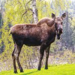 Moose Mark Glassmaker Alaska Fishing 37