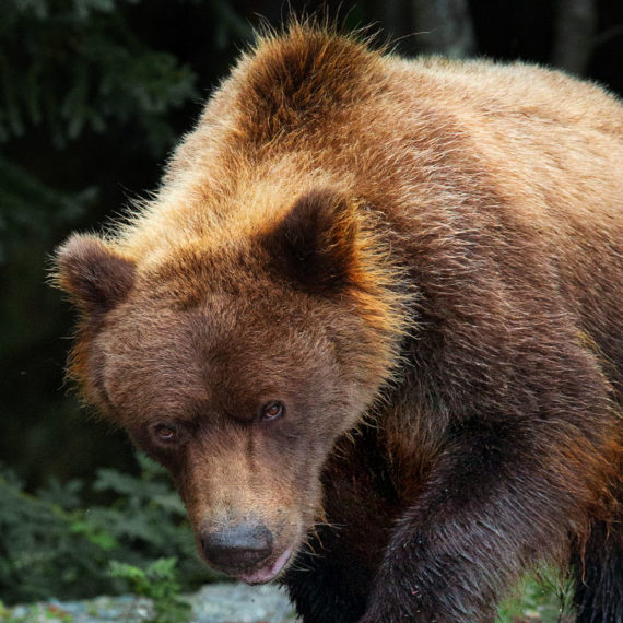 Alaska Fly-Out Kodiak Island Fishing | Kodiak Island Fishing