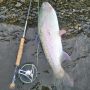 Fall Steelhead 2024