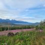 Fireweed Skilak Lake