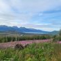 Fireweed Skilak Lake 2