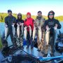 Kenai River Silvers 2024