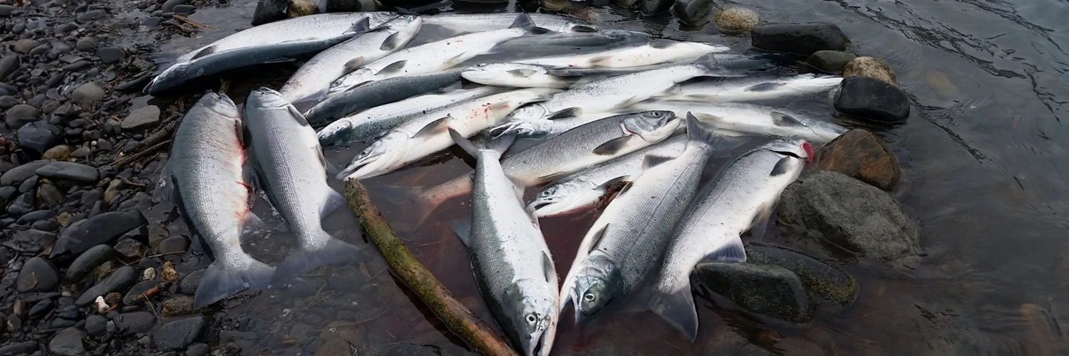Kasilof River Sockeye Salmon Limits 1500x500 Kasilof River Sockeye Salmon Limits 1500x500