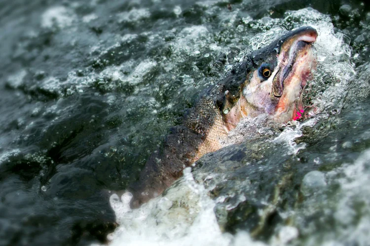 Kenai Silver Fishing