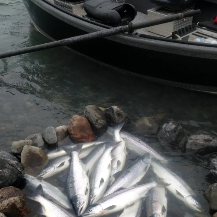 Kasilof Sockeye Drift Boat 750x750 Kasilof Sockeye Drift Boat 750x750