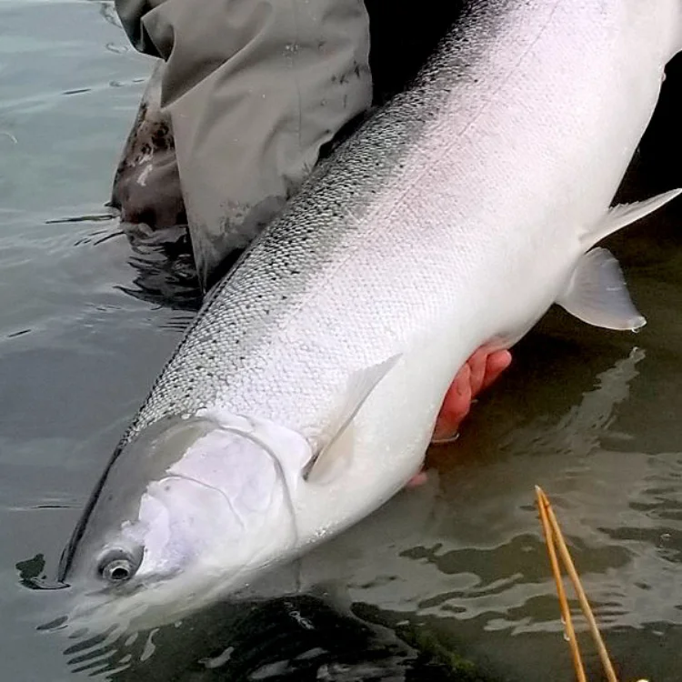 Kenai River Fishing 6 750×750