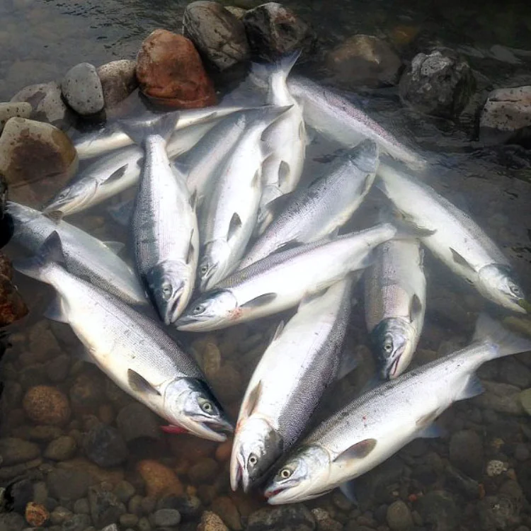 Kenai River Fishing June 750×750