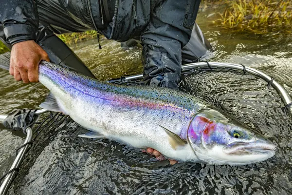 Kenai Trout Fishing