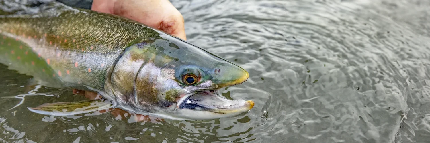 Kenai River Dolly Varden 1500×500
