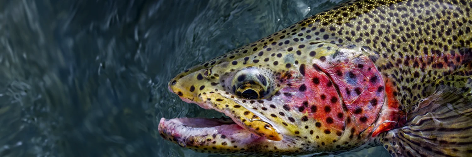 Kenai River Leopard Rainbow Trout 1500×500