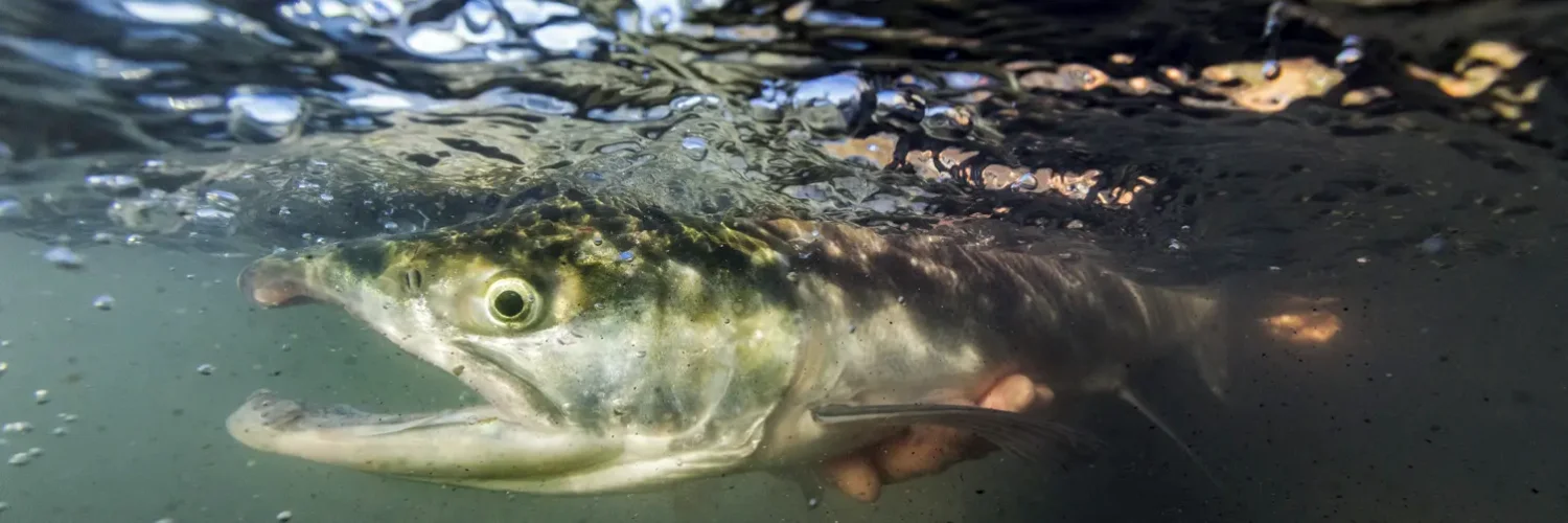 Kenai Sockeye Underwater 1500×500