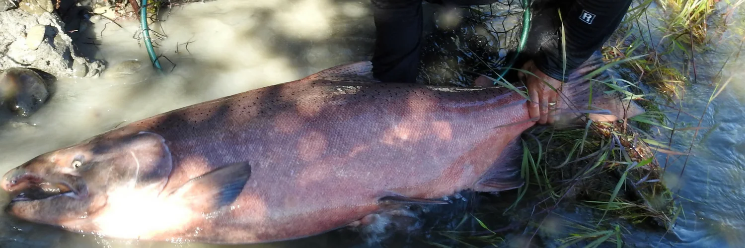 Alaska Salmon Fishing Trips 1 1500×500