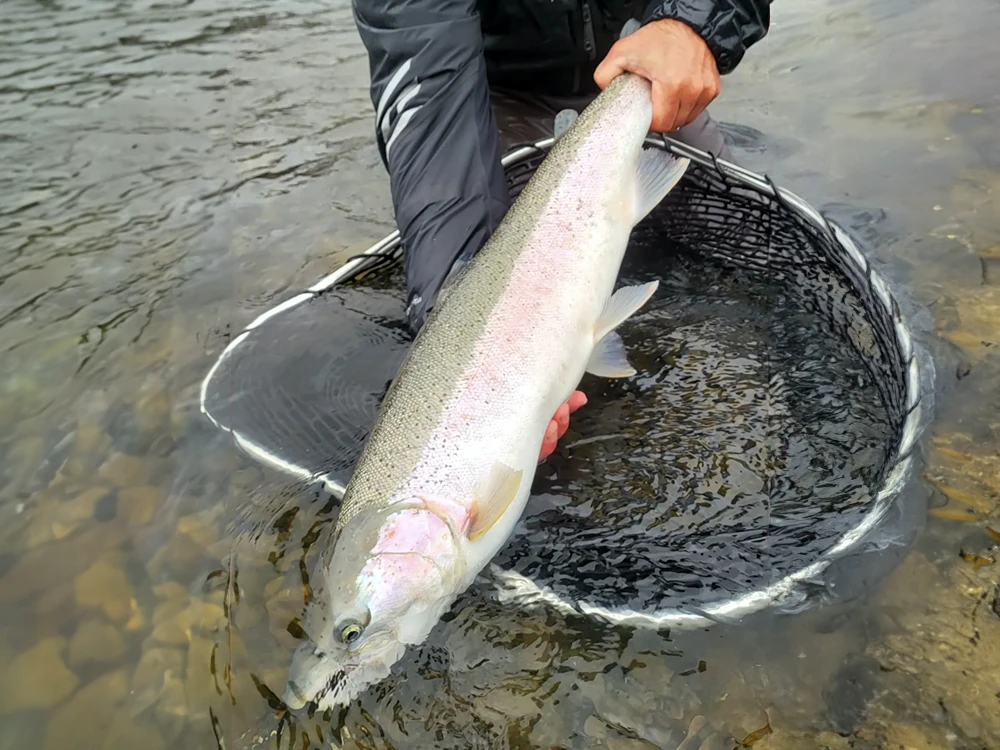 Kasilof Steelhead Release 1000×750