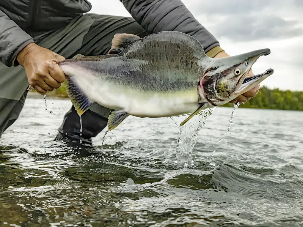 Kenai River Pink Salmon Male 1000×750