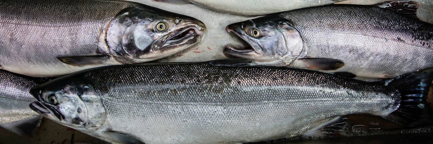 Salmon Fishing In Alaska 1500×500