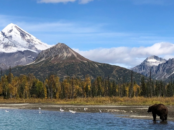 Crescent Lake Fall Brown Bear (1) 600×450
