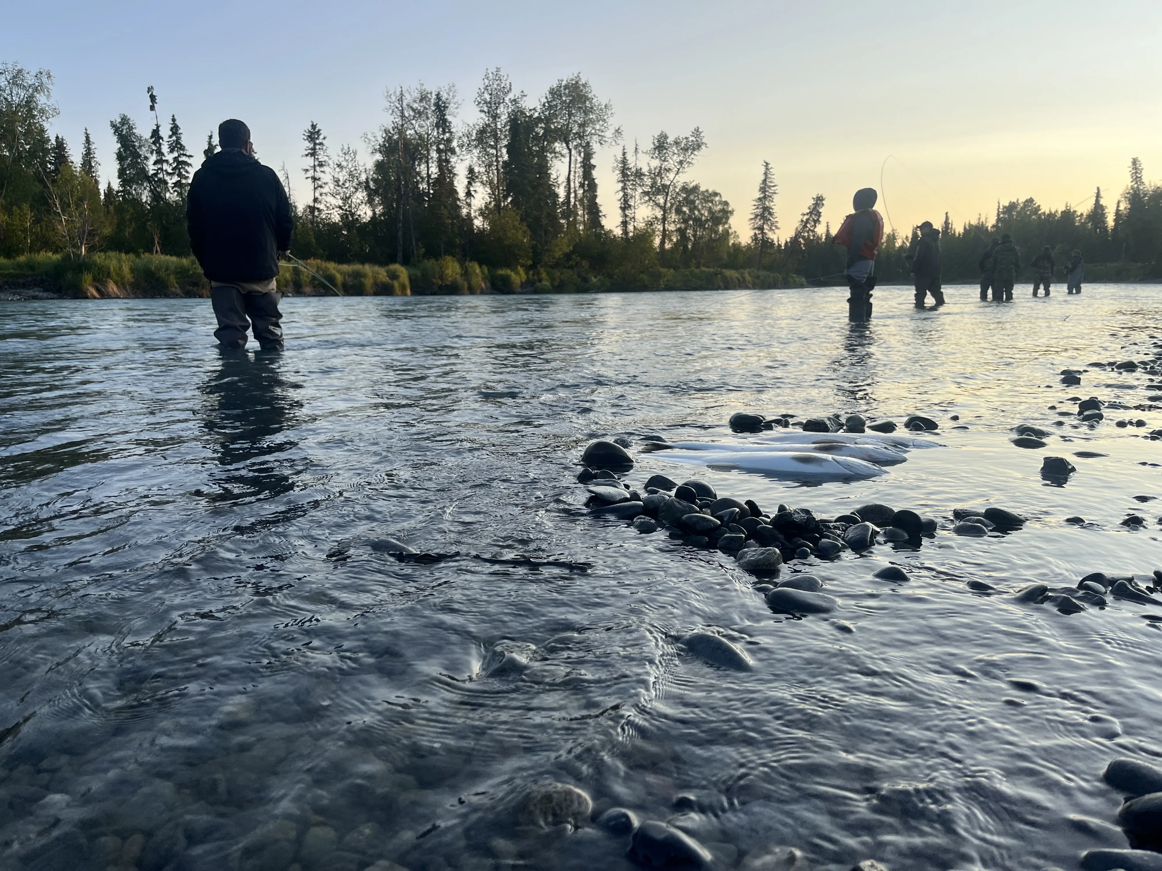 Early Morning Sockeye On The Kasilof River Early Morning Sockeye On The Kasilof River