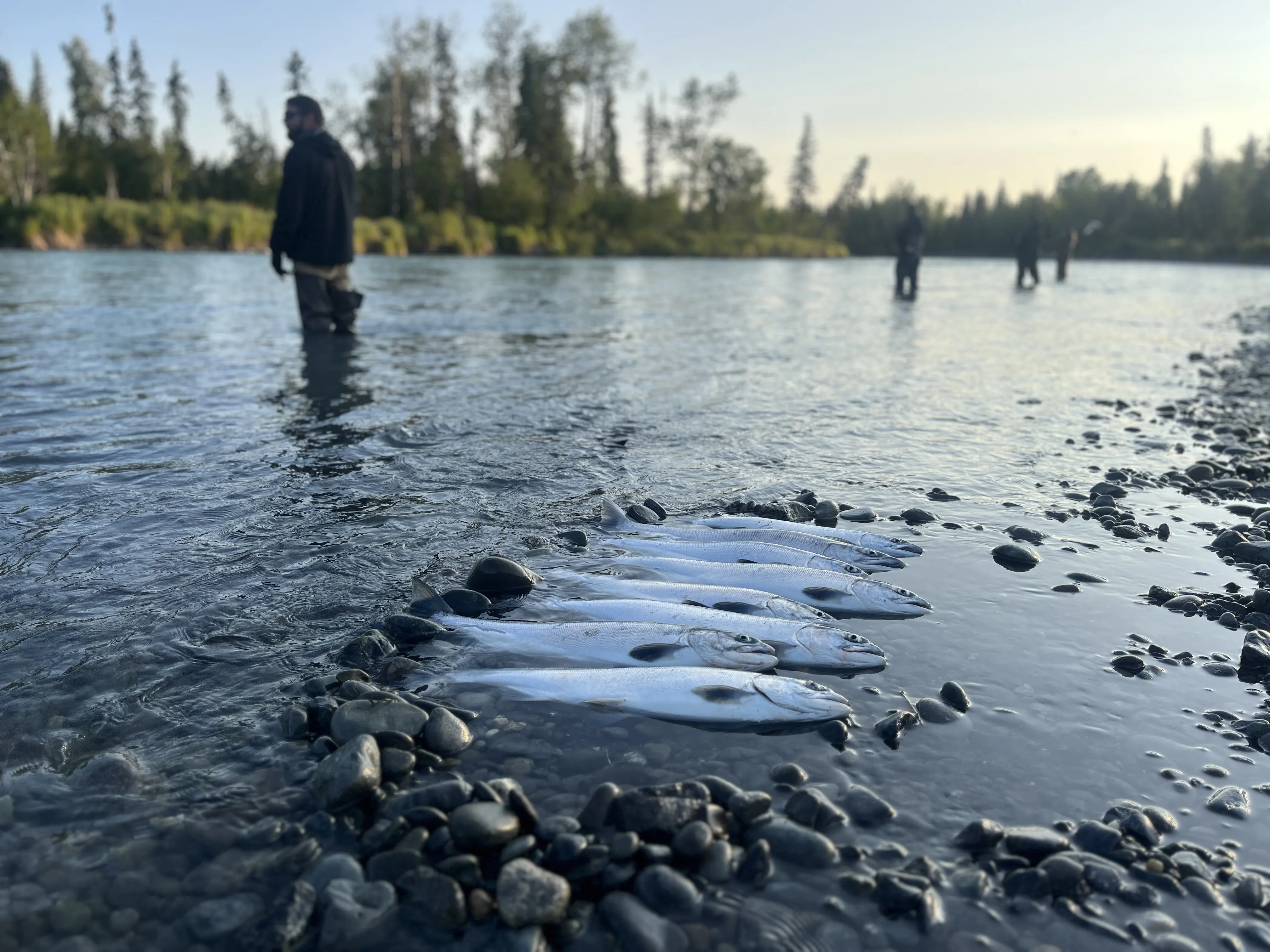 Early Run Kasilof Sockeye Salmon Early Run Kasilof Sockeye Salmon