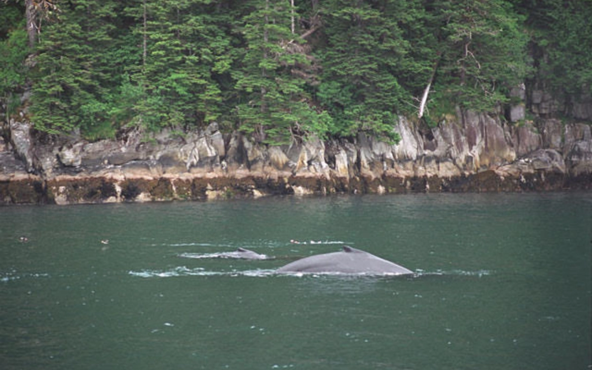 TOP TEN KENAI PENINSULA ACTIVITIES