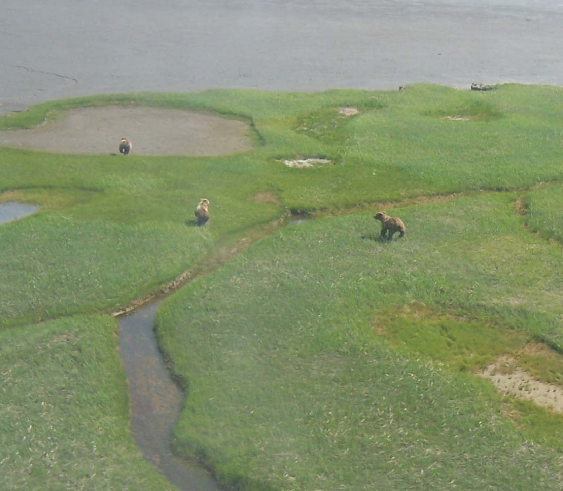 Brown Bears