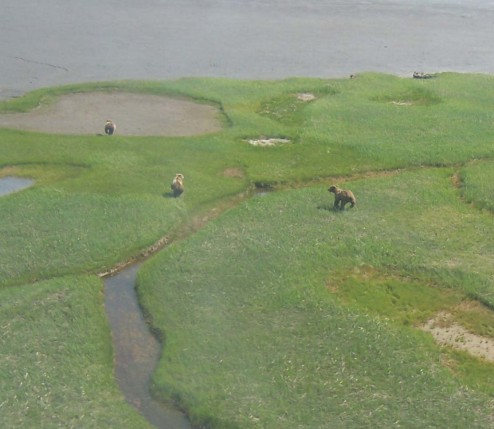 Brown Bears
