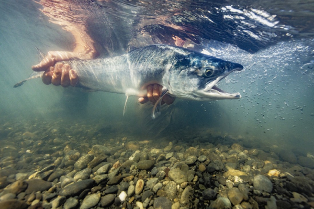 2025 Cook Inlet Sockeye Salmon Forecast is 6.9 Million Fish!