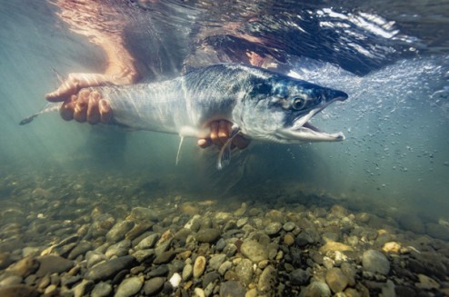 2025 Cook Inlet Sockeye Salmon Forecast is 6.9 Million Fish!
