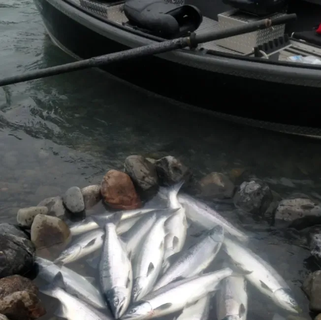 2025 was a Banner Year for Kasilof Sockeye