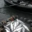 2025 was a Banner Year for Kasilof Sockeye