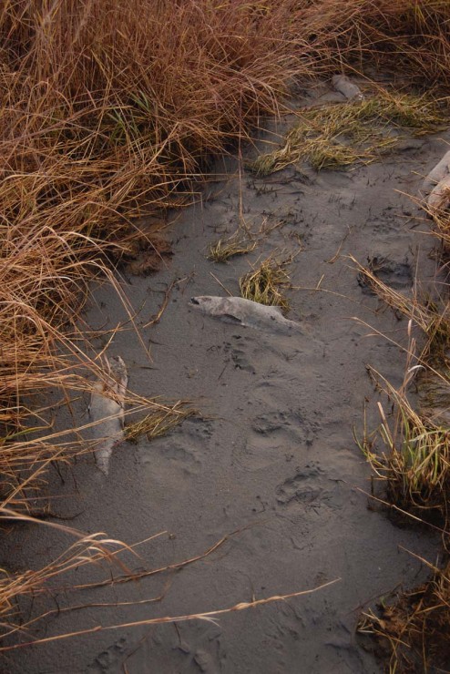 dead salmon