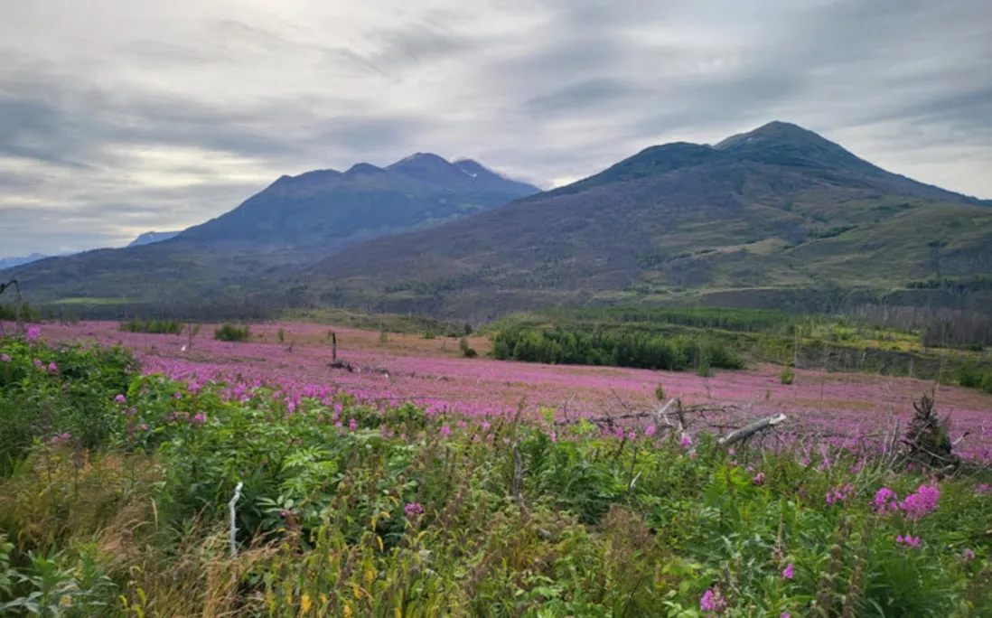 Funny River Horse Trail Fire transformed our early season and our region.