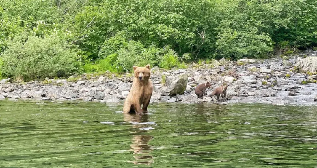 Alaska Bear Protection