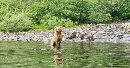 Alaska Bear Protection