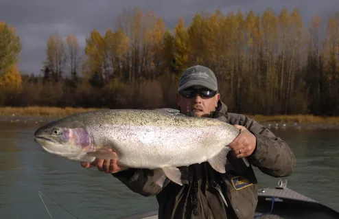 Kenai River Trout fishing on pink salmon years