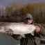 Kenai River Trout Fishing On Pink Salmon Years