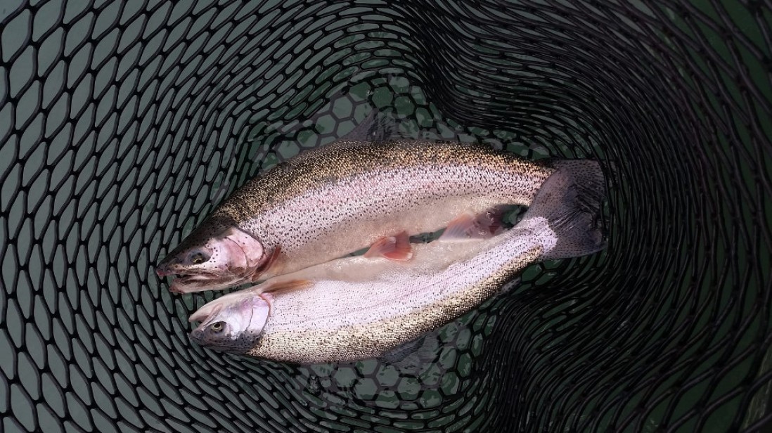 Fishing Report August 20, 2017